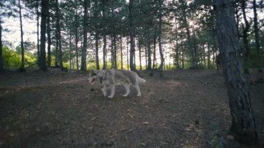 ormandaki mutlu Sibirya husky köpek