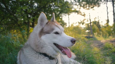 ormandaki mutlu Sibirya husky köpek