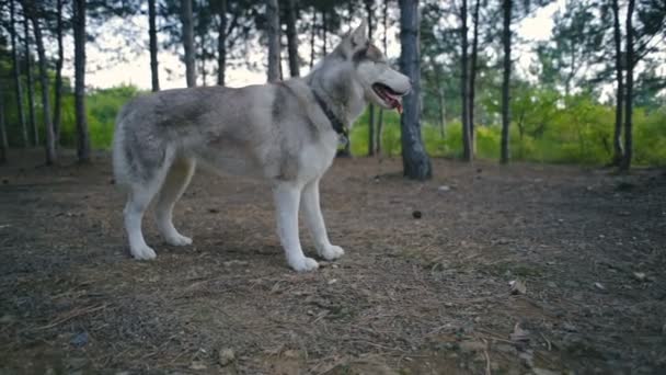 Ευτυχισμένος Σιβηρικό Γεροδεμένο Σκυλί Στο Δάσος — Αρχείο Βίντεο