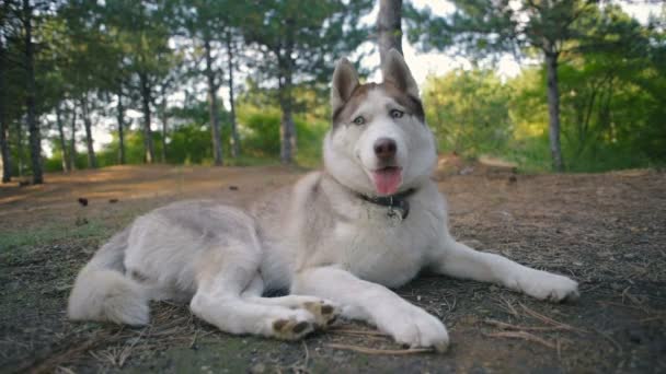 Gelukkig Siberische Husky Hond Het Bos — Stockvideo