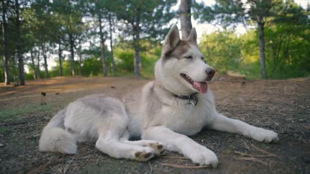 Boldog Szibériai Husky Kutya Erdő — Stock videók