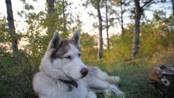 Mooie Siberische Husky Hond Rust Bos — Stockvideo