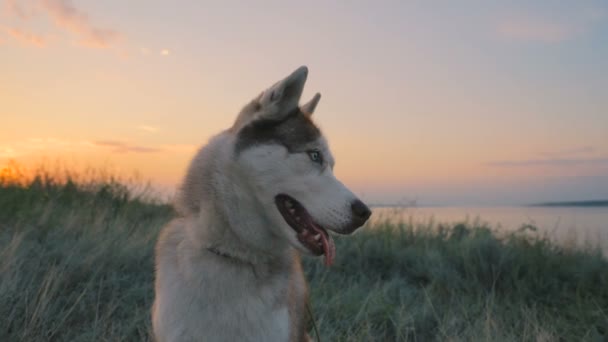 Sibiřský Husky Pes Sedí Blízkosti Jezera Soumraku — Stock video