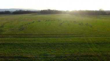 bir çayır üzerinde hava görünümünü geyik. Dublin, İrlanda Phoenix Park'ta geyik dron görüntüleri