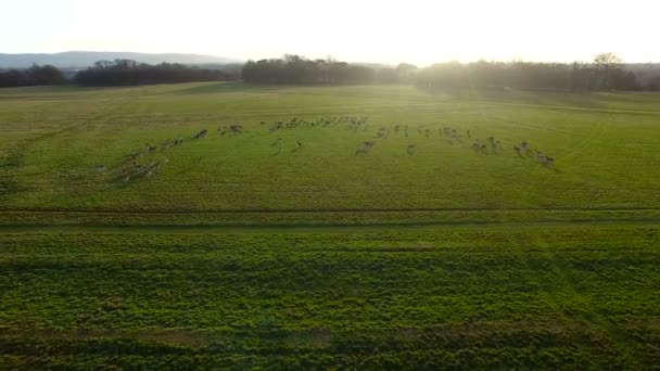 Luchtfoto Van Herten Een Weide Drone Beelden Van Herten Phoenix — Stockvideo