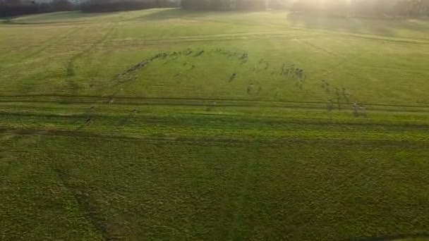 Vista Aérea Ciervos Prado Imágenes Drones Ciervos Parque Phoenix Dublín — Vídeos de Stock