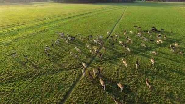 草原の鹿の眺め アイルランド ダブリンのフェニックス パークで鹿のドローン映像 — ストック動画
