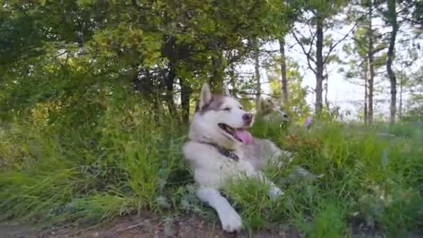 Δύο Σκυλιά Χάσκυ Σιβηρίας Αναπαύεται Στο Δάσος — Αρχείο Βίντεο
