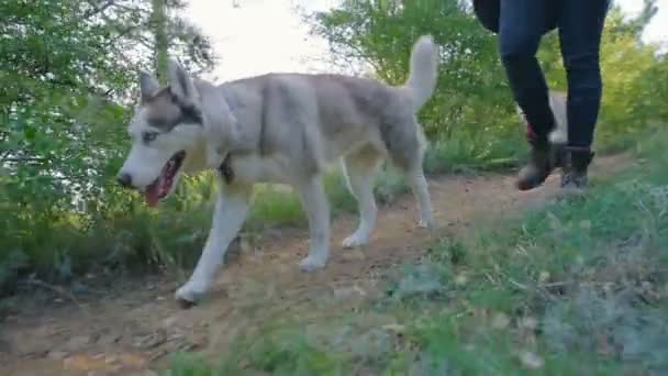 Mannen Med Gitarr Promenader Med Två Siberian Husky Hundar Skogen — Stockvideo