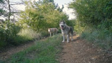 ormanda dinlenme iki Sibirya husky köpek