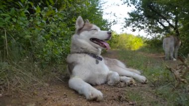 ormanda dinlenme iki Sibirya husky köpek