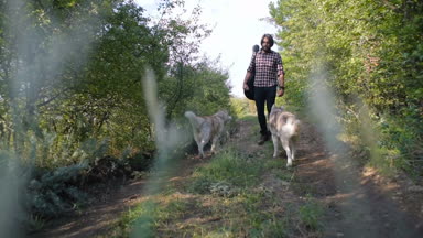 adam gitar ormandaki iki Sibirya husky köpek ile yürüme ile