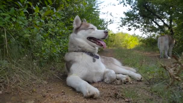 Dwa Psy Siberian Husky Odpoczynek Lesie — Wideo stockowe