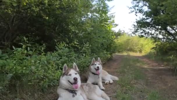 deux chiens husky sibériens reposant dans la forêt 