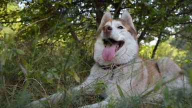 ormandaki mutlu Sibirya husky köpek