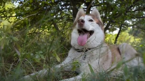 Lykkelig Sibirisk Husky Hund Skoven – Stock-video