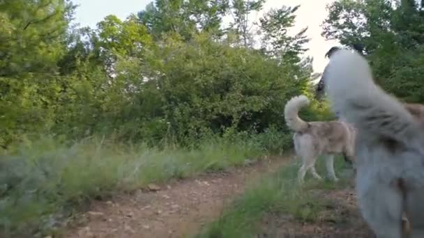 Άνθρωπος Την Κιθάρα Περπάτημα Δύο Σκυλιά Σιβηρίας Μεγαλόσωμος Στο Δάσος — Αρχείο Βίντεο