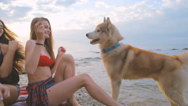 genç güzel kızları günbatımı veya gündoğumu sırasında kumsalda husky köpekle oynamayı