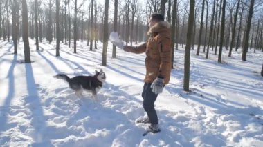 Sibirya husky köpek karlı Park ile oynarken adam