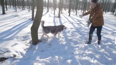 Sibirya husky köpek karlı Park ile oynarken adam