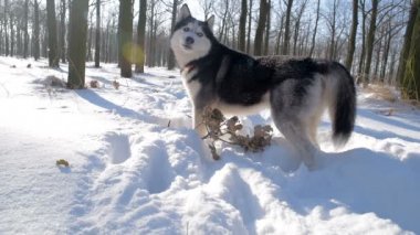 karlı parkta oynayan Sibirya husky köpek