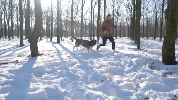 Szibériai Husky Kutya Havas Parkban Játszó Ember — Stock videók