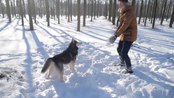 Mann Spielt Mit Sibirischem Husky Hund Verschneiten Park — Stockvideo