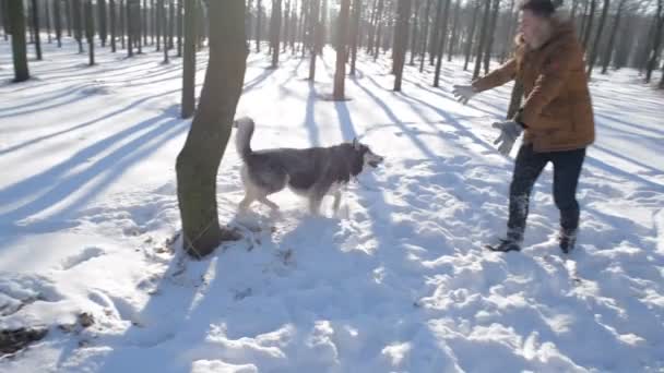 Man Spelen Met Siberische Husky Hond Besneeuwde Park — Stockvideo