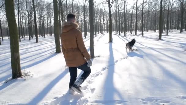 Szibériai Husky Kutya Havas Parkban Játszó Ember — Stock videók