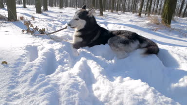karlı parkta oynayan Sibirya husky köpek