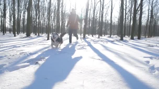 Άνθρωπος Παίζει Σιβηρικό Γεροδεμένο Σκυλί Στο Χιονισμένο Πάρκο — Αρχείο Βίντεο