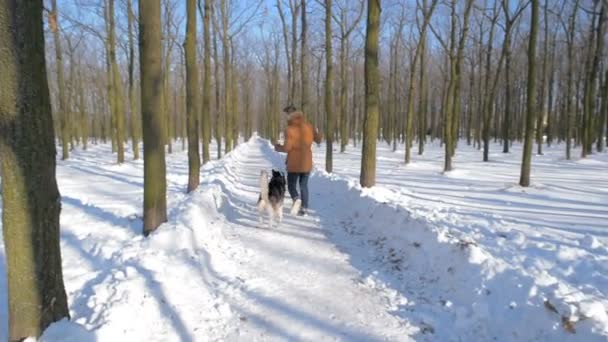 Człowiek Psem Husky Syberyjski Snowy Park — Wideo stockowe
