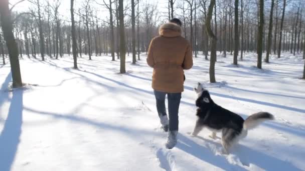 Pria Bermain Dengan Anjing Serak Siberia Taman Bersalju — Stok Video