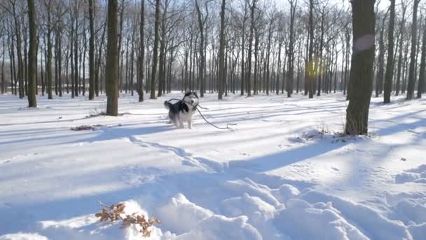 Pies Husky Syberyjski Grając Snowy Park — Wideo stockowe