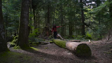 turist kadın ormanda düşmüş ağaç üzerinde Dengeleme
