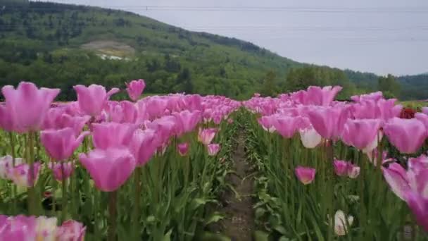 Hermoso Campo Tulipanes Las Montañas — Vídeo de stock