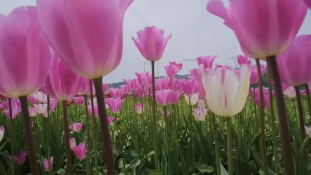美丽的郁金香田野在山上 — 图库视频影像