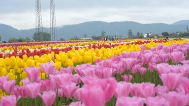 güzel Lale alan dağlarda