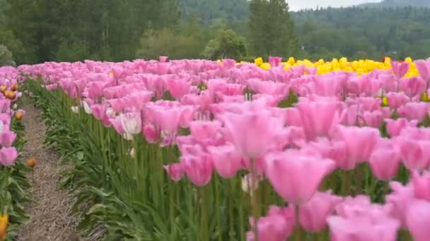 Beautiful Tulip Field Mountains — Stock Video