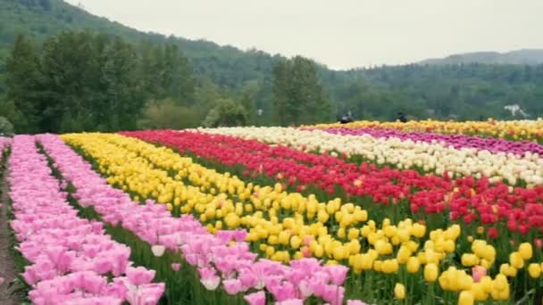 Schönes Tulpenfeld Den Bergen — Stockvideo