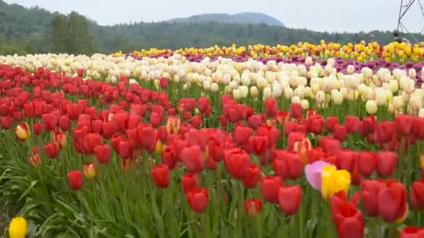 Vackra Tulip Område Bergen — Stockvideo