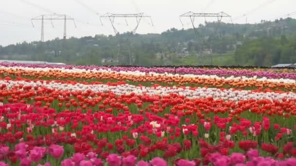 美丽的郁金香田野在山上 — 图库视频影像