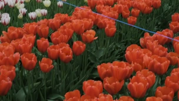 Schönes Tulpenfeld Den Bergen — Stockvideo