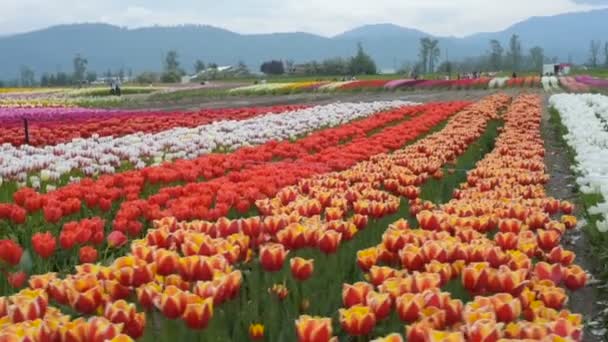 Belo Campo Tulipas Nas Montanhas — Vídeo de Stock