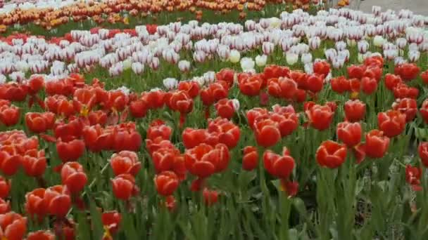 Pola Tulipanów Piękne Górach — Wideo stockowe