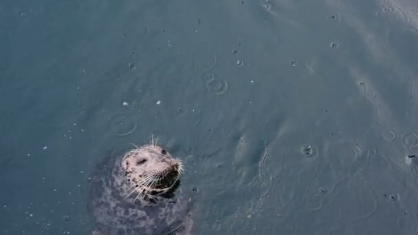 Wild Schattig Zeehonden Oceaan — Stockvideo