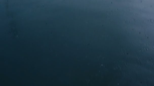 Wilde Niedliche Robben Ozean — Stockvideo