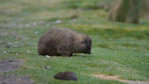 Hyrax Animal Mount Kenya National Park — Stock Video