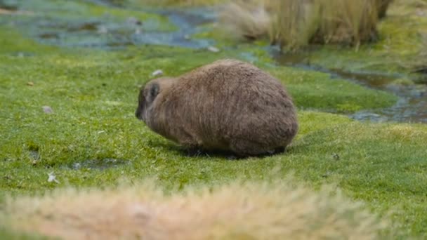 Animale Hyrax Nel Parco Nazionale Del Monte Kenya — Video Stock