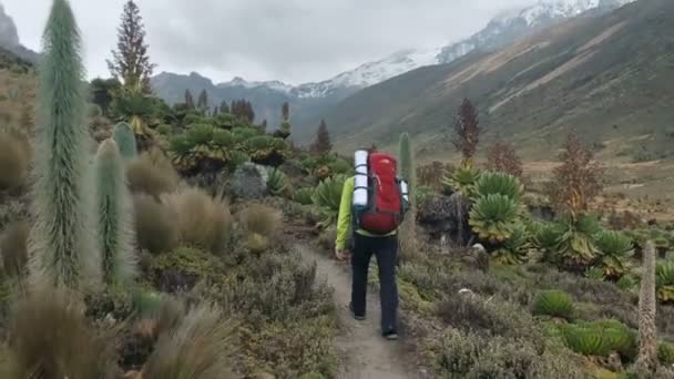 Voyageuse Marchant Dans Une Belle Forêt Succulente Dans Les Montagnes — Video